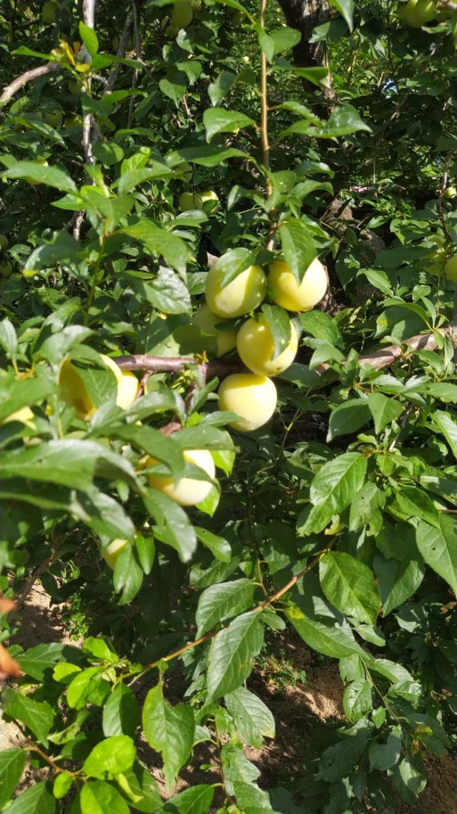 Azienda Agricola Biologica La Cardellina Tolfa Exteriör bild
