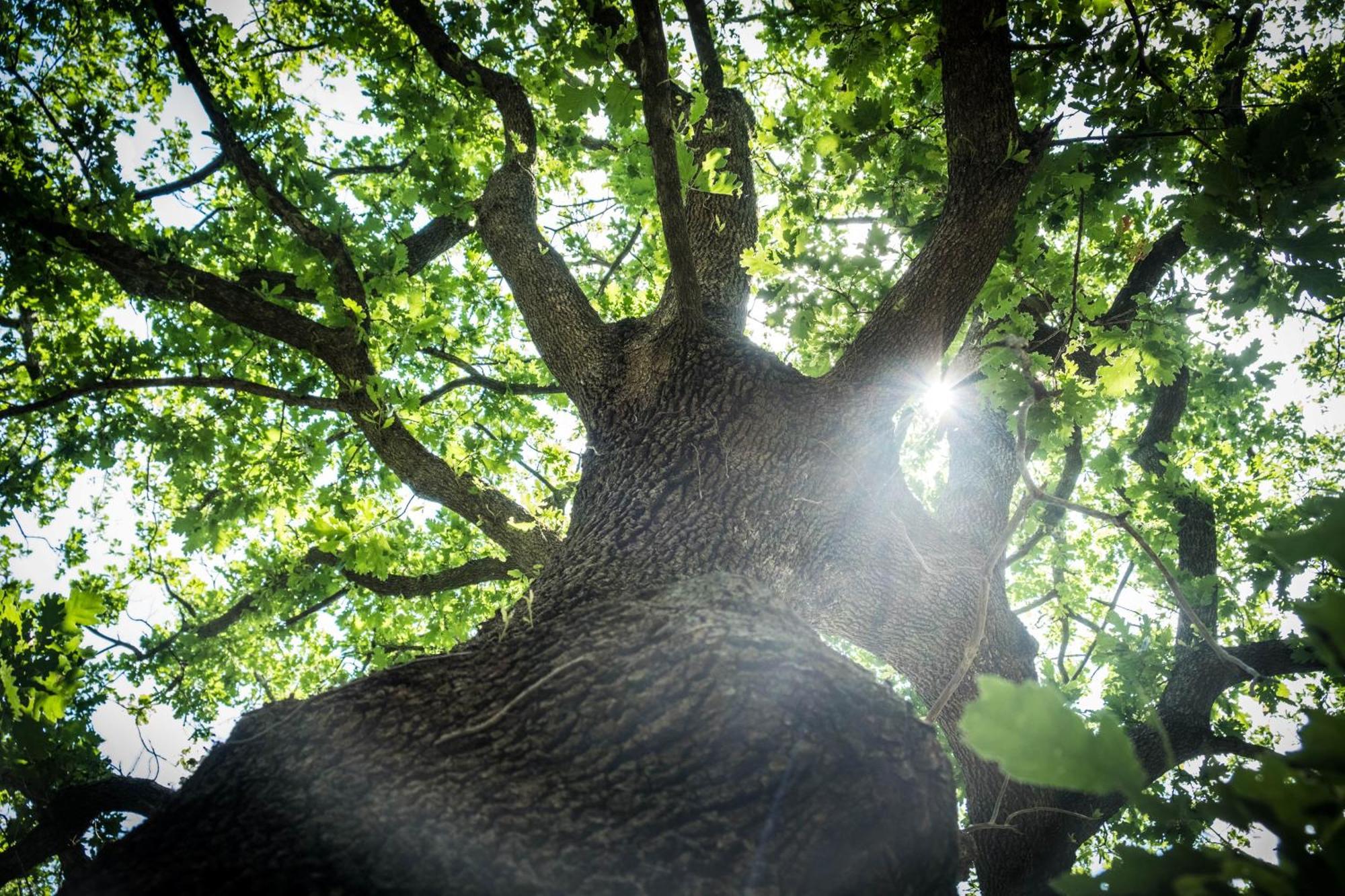 Azienda Agricola Biologica La Cardellina Tolfa Exteriör bild