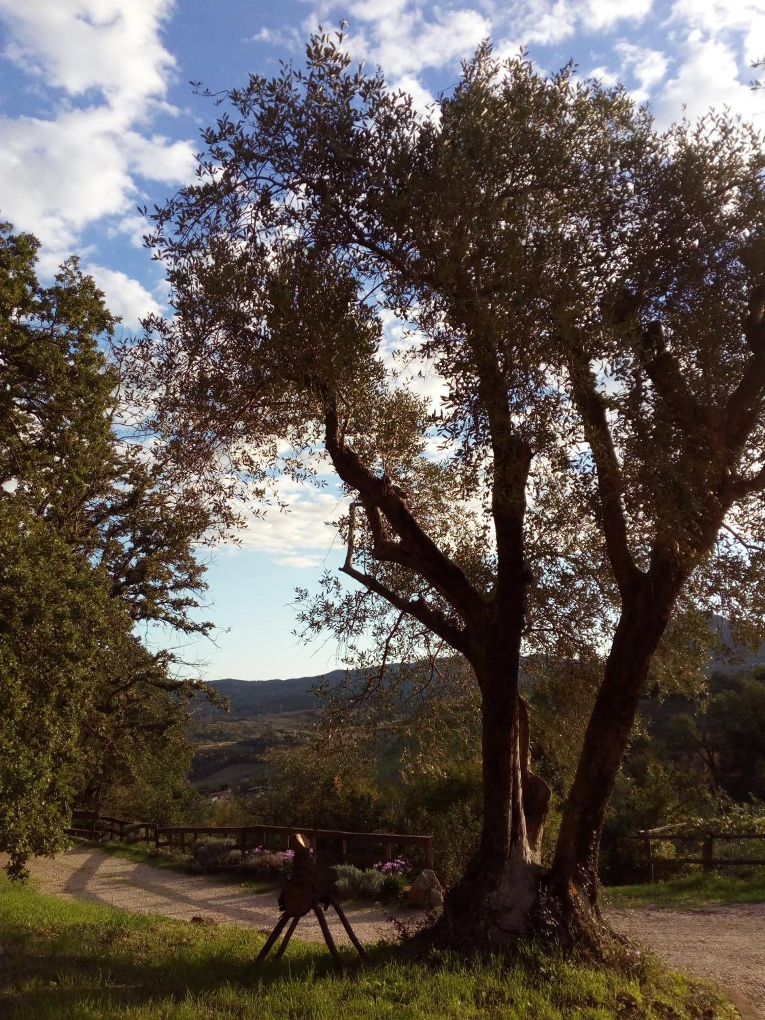 Azienda Agricola Biologica La Cardellina Tolfa Exteriör bild